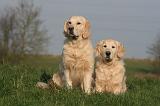 GOLDEN RETRIEVER 986